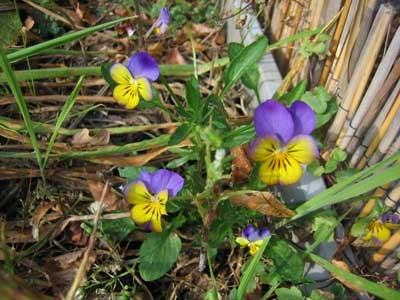 Herbstblume 2007